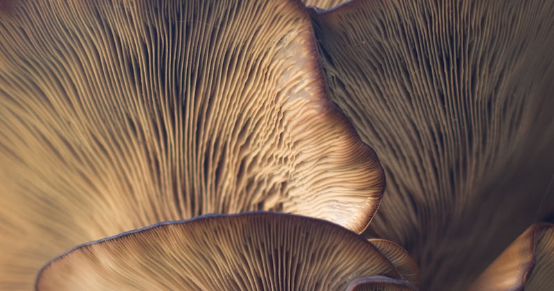 Fresh oyster mushrooms growing in cluster — known as dhingri in India
