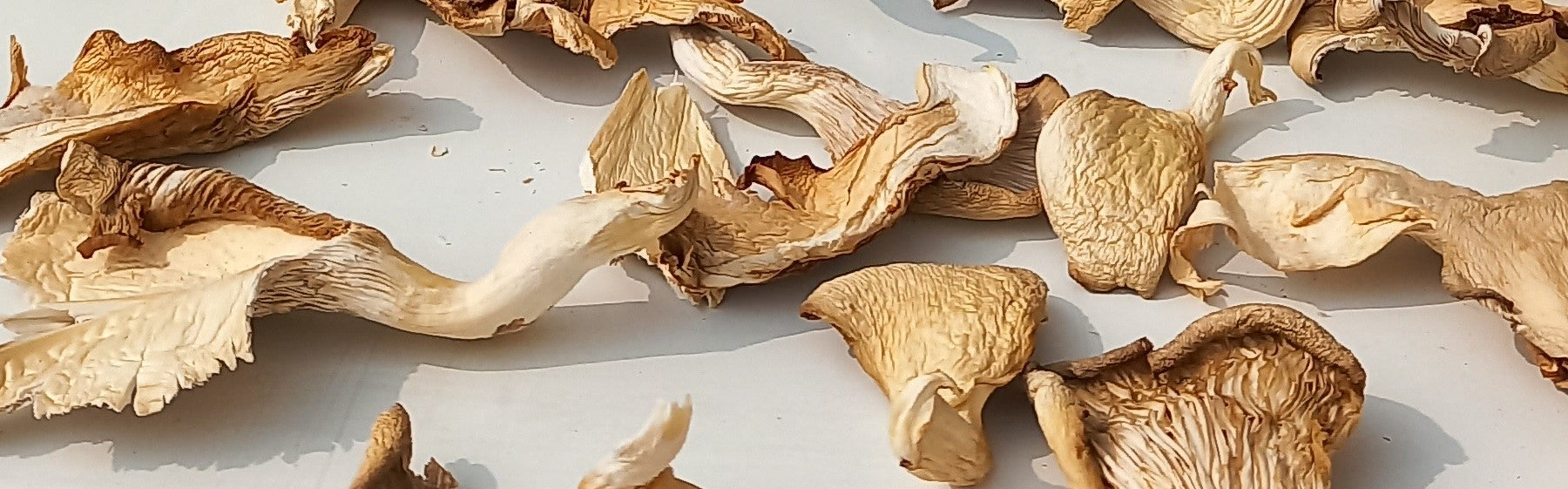 Amritatva Dried Oyster Mushrooms
